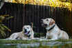 ​Why labradors make great pets and how to care for them properly​